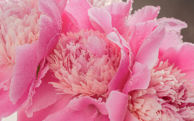 Peony flowers close up. Selective focus. Floral abstract background.