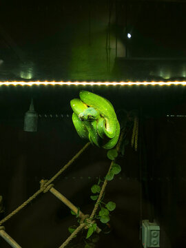 A sad green snake on a branch in an aquarium. Green tree python.