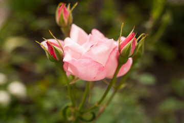 pink rose in garden