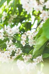 Summer Flowers of a Southern Catalpa or Indian Bean Tree.