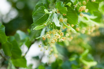 Young ukrainian woman in vyshyvanka