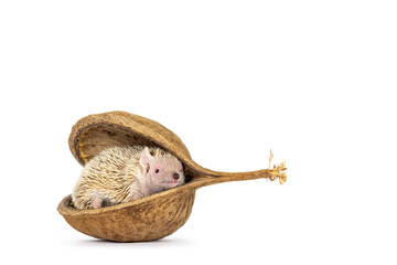 Cute Tenrec hiding in empty buddha nut shell. Isolated on a white abckground.