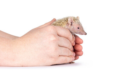Tenrec being held in human hands. Isolated on a white background.