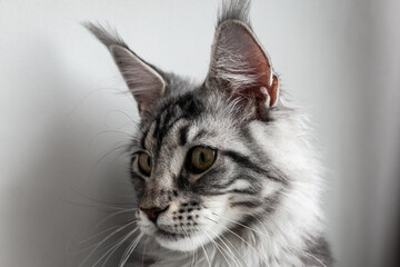 Portrait of a young charming Maine Coon cat with tassels on her ears. Close-up. Beautiful long-haired Maine Coon cat.