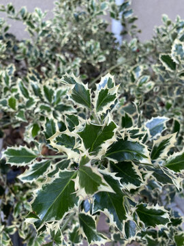 Ilex aquifolium (common holly, English holly) green leaves