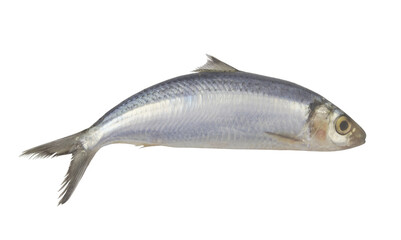 Raw herring fish isolated on white background	