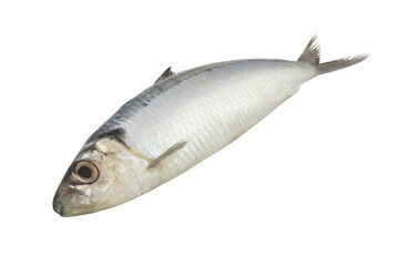 Whole herring fish isolated on white background	