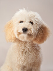  maltipoo on a beige background. curly dog in photo studio. Maltese, poodle