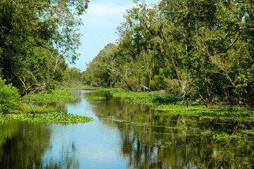 Louisiana bayou on a hot summer afternoon.