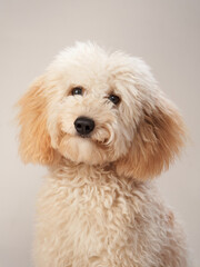  maltipoo on a beige background. curly dog in photo studio. Maltese, poodle