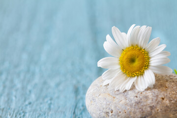 Fototapeta na wymiar Chamomile flower on stone, blue background