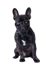 dog with reading glasses