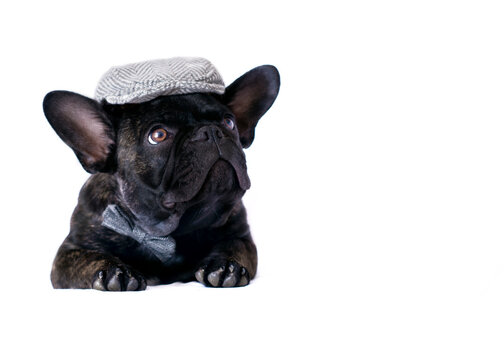 puppy wearing a cap