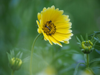 insects fetching nectar from flower
