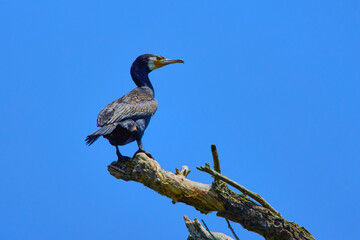 cormorants stand in the Danube Delta in Romania
