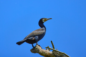 cormorants stand in the Danube Delta in Romania
