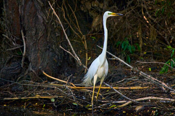 white egret standing in the Danube Delta in Romania.