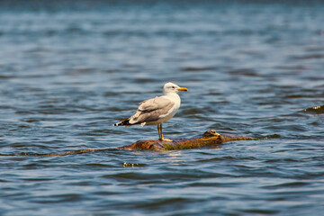Seagulls standing in the Danube Delta From Romania