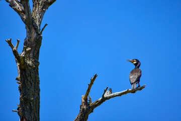 cormorants stand in the Danube Delta in Romania