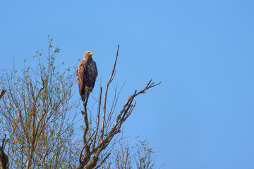 White-tailed eagle ( Haliaeetus albicilla) in a  tree.