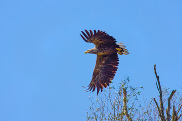 White-tailed eagle (Haliaeetus albicilla) in flight.