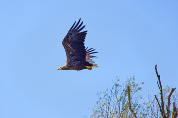 White-tailed eagle (Haliaeetus albicilla) in flight.