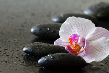 Obraz na płótnie Canvas Orchid flower and dewy stones on black background, spa concept, body and mind, zen stone