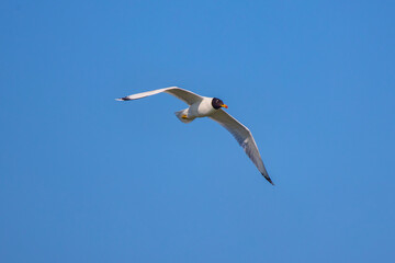 Fototapeta na wymiar a seagull in the Danube delta in flight