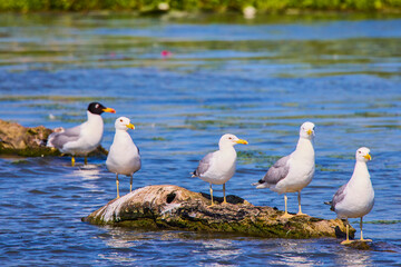 Seagulls standing in the Danube Delta From Romania