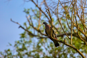 A common wood pigeon sitting on branch, columba palumbus