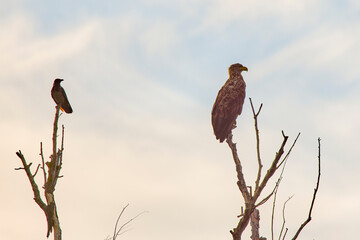 White-tailed eagle ( Haliaeetus albicilla) in a  tree.