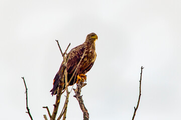 White-tailed eagle ( Haliaeetus albicilla) in a  tree.