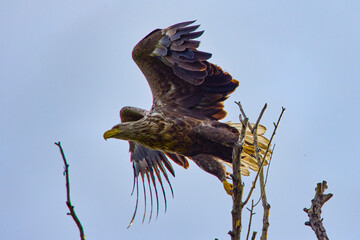 White-tailed eagle (Haliaeetus albicilla) in flight.