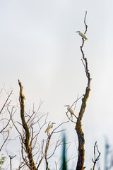 More Egretta garzetta on a dry tree