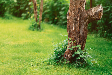 Fototapeta na wymiar Beautiful old apple tree on a colorful green lawn