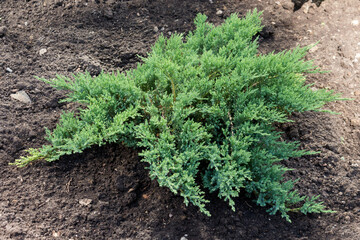 Cossack juniper grows in the garden.