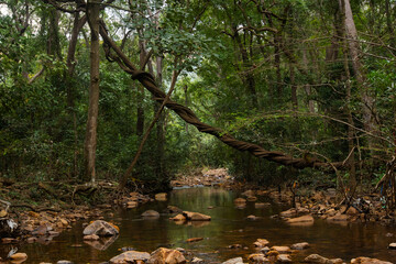 Obraz premium river in the forest