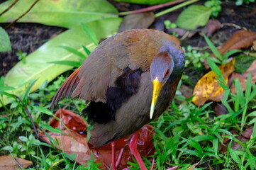 costa rica_dschungel 