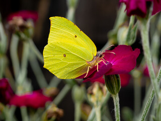 Front view photo of a butterfly sitting on a pink flower in a meadow © Dorota Bozhok