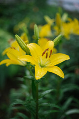 Close-up of a yellow lily flower. Hemerocallis is also called Lemon Lily, Yellow Daylily, Hemerocallis flava.Natural background. A flower in the garden after the rain.
