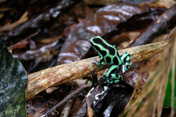 costa rica_dschungel 