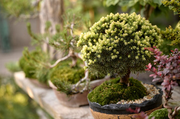 Fototapeta na wymiar bonsai tree growing in a pot outside in a garden