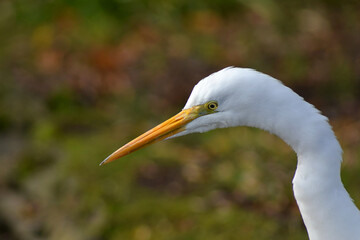 heron bird in a lagoon in southern Chile
