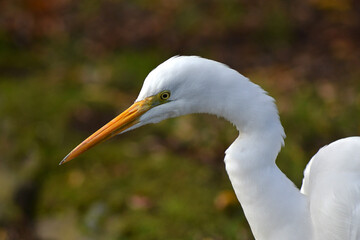 heron bird in a lagoon in southern Chile