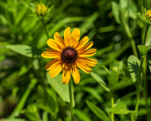 a Black-eyed Susan bloom has opened in the back garden