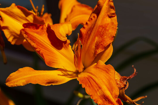 This Is A Primal Scream Orange Day Lily In The Morning Sun