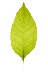 Close-up of green leaf isolated on white background