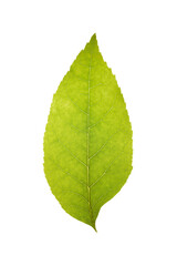 Fototapeta premium Close-up of green leaf isolated on white background