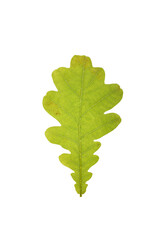 Close-up of green oak leaf isolated on white background