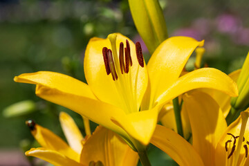 a side view of a yellow lily in the center garden
